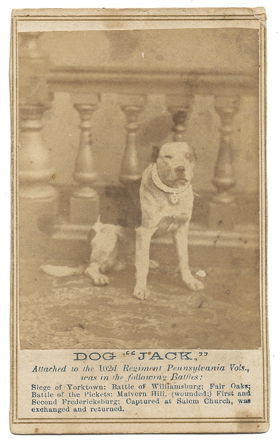 Cdv Of “jack” The Dog – Mascot Of The 102nd Pennsylvania Volunteers 