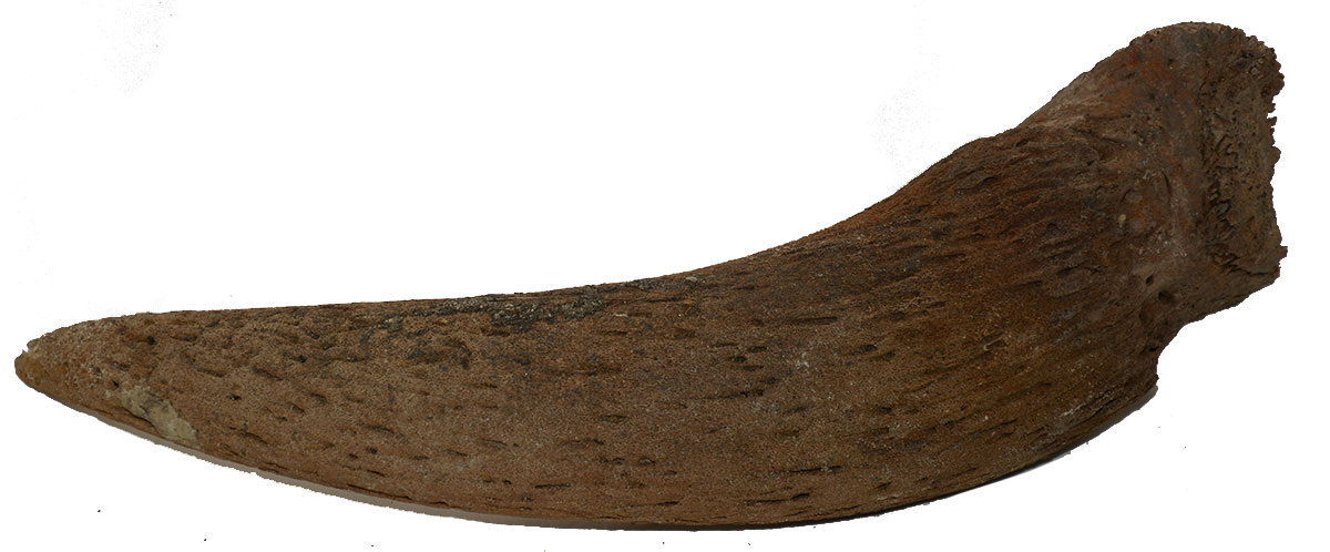 A POWDER HORN IN THE MAKING FROM FORT PEMBINA — Horse Soldier