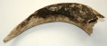 HORN FROM FORT PEMBINA - A POWDER HORN TO BE? 