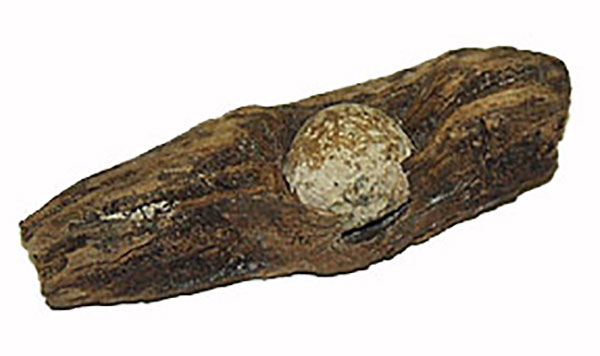 BULLET IN WOOD FROM EAST CAVALRY FIELD, GETTYSBURG